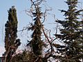 Larix decidua Horstmann Recurved IMG_4530 Modrzew europejski